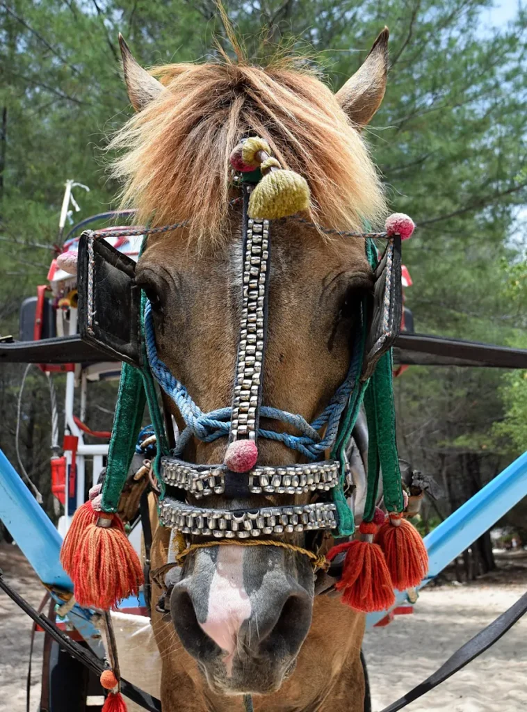 Caballo tirando de un cidomo en las Islas Gili, transporte tradicional sin motor