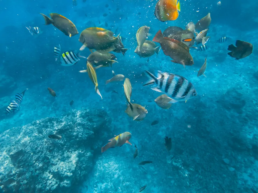 Peces tropicales en arrecife de coral haciendo snorkel en Gili Air, Indonesia