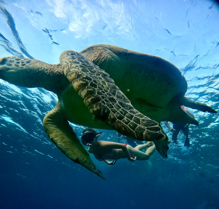 Snorkel con tortugas marinas en Gili Meno, uno de los mejores lugares para ver tortugas en Indonesia