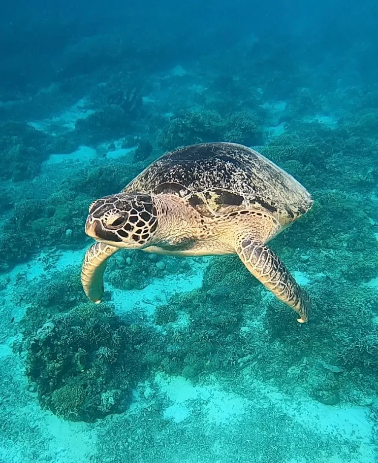 Snorkel con tortugas en las Islas Gili, Indonesia