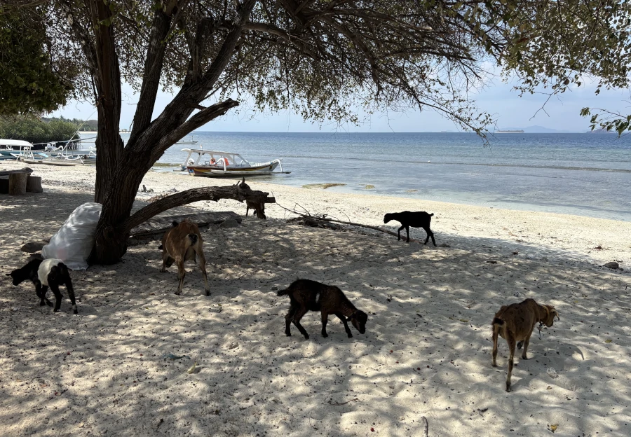 Cabras caminando por la playa en Gili Gede con barcos y mar al fondo