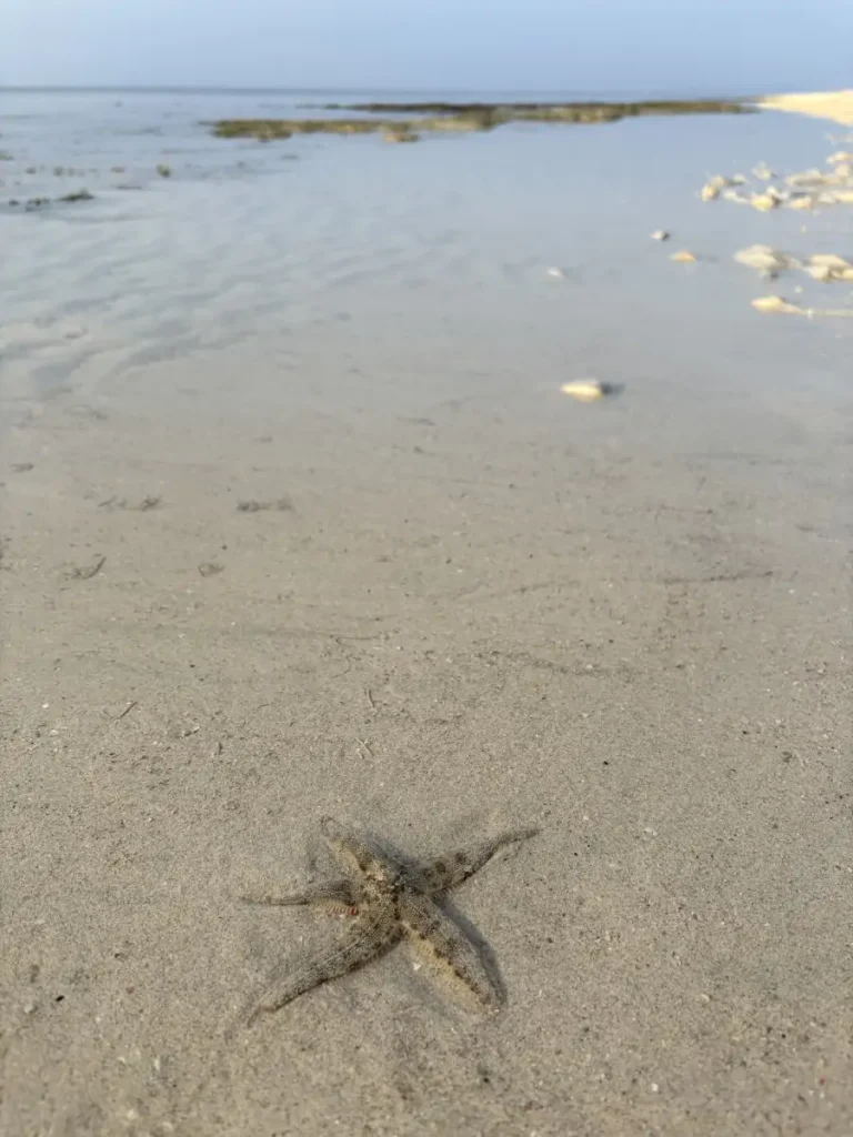 Estrella de mar en la orilla de una playa en Gili Gede, Lombok