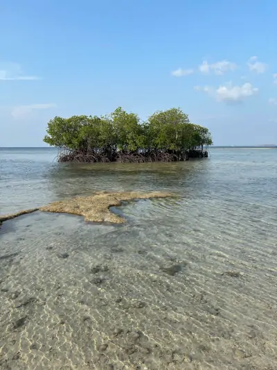 Pequeño islote con manglares en aguas poco profundas en Gili Gede, Lombok