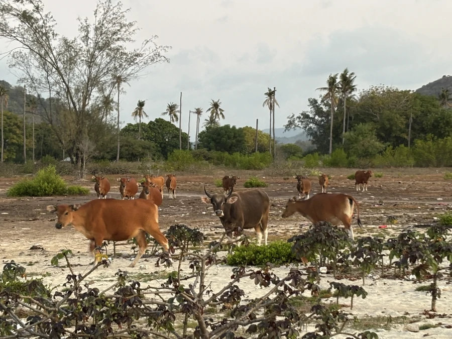 Vacas caminando en una zona rural de Gili Gede con vegetación y palmeras